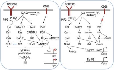 Diacylglycerol Kinases in T Cell Tolerance and Effector Function